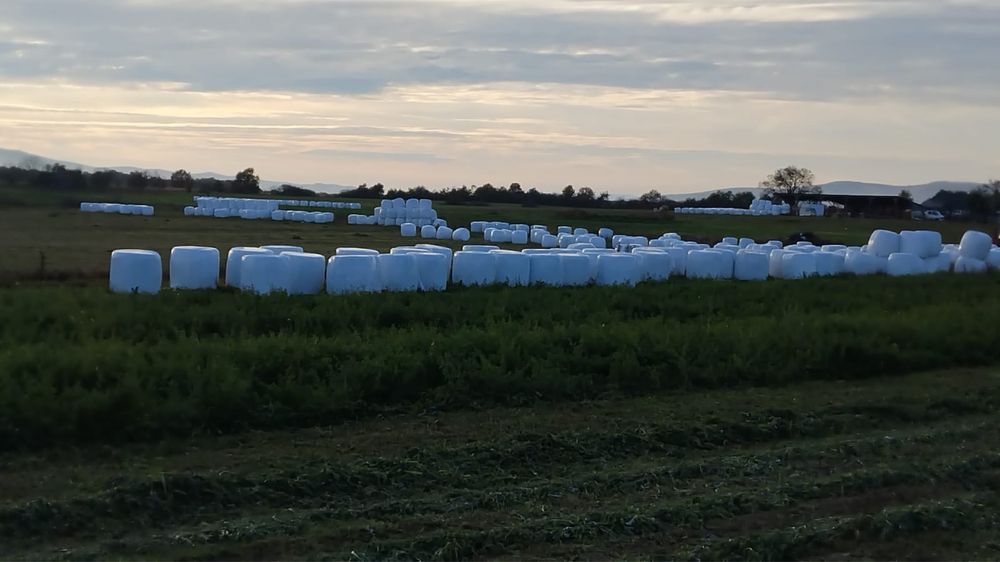 Vand baloti de lucerna infoliati