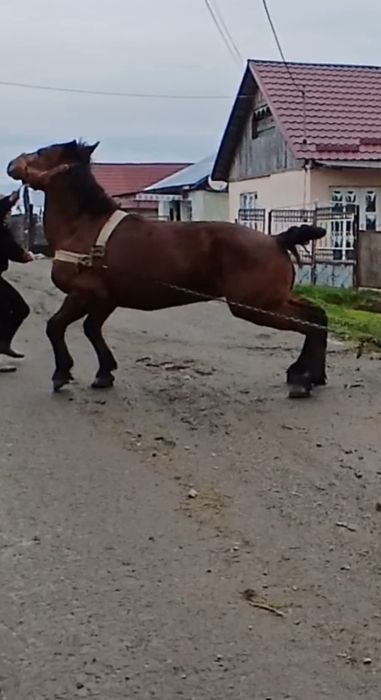 Vand iapa de 6 ani buna de ham