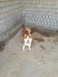 Продается собака Хатико срочно.
