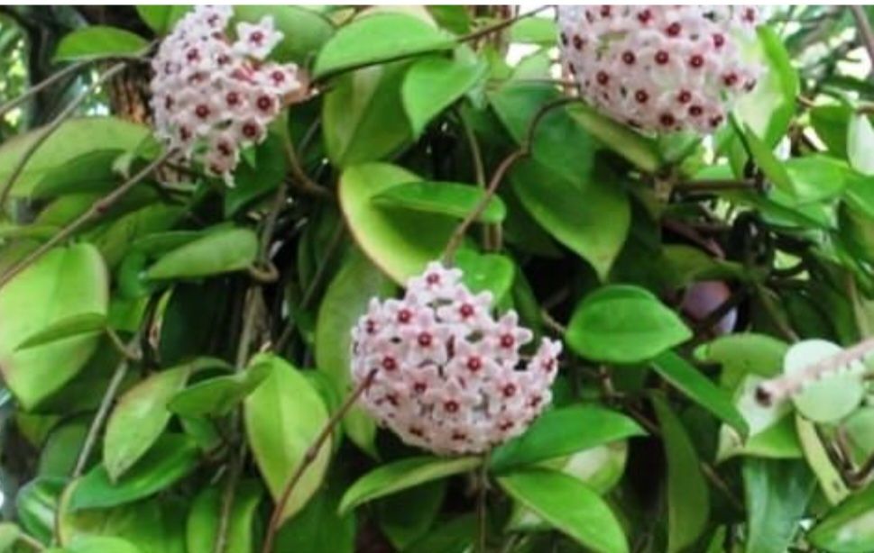 Hoya Carnosa, Lacrima Maicii Domnului cu pedunculi