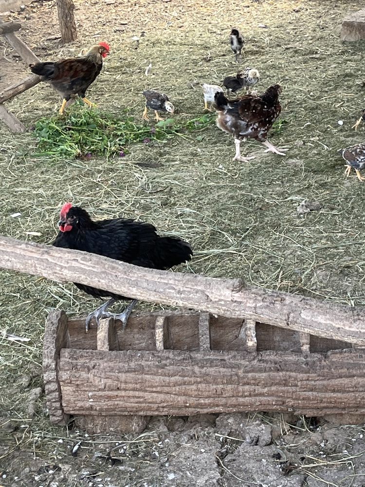 Cocosi si gaini , ayam cemani, araucana si italiene!