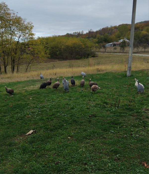 Vând masculi de bibilică