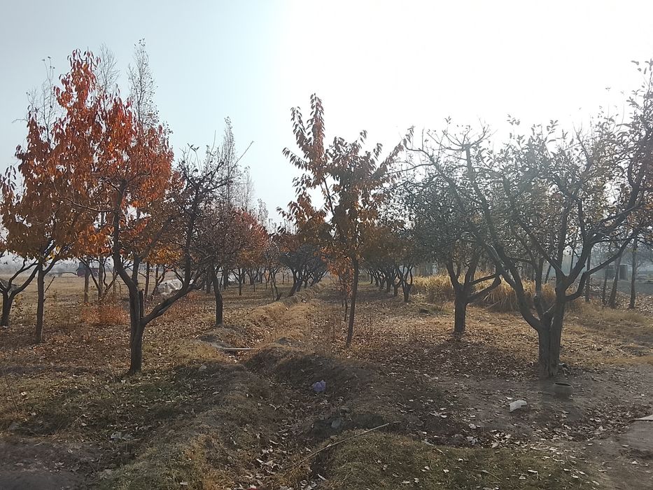 Bogʻ 15 sotix olma va gilos daraxtlari bor