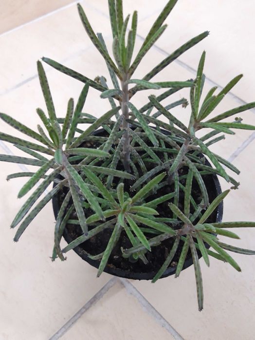 Продам комнатное растение - Каланхоэ трубкоцветное (тубифлора)