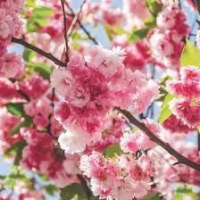 Cires japonez Pink perfection