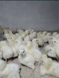 Продам бройлерных суточных цыплят