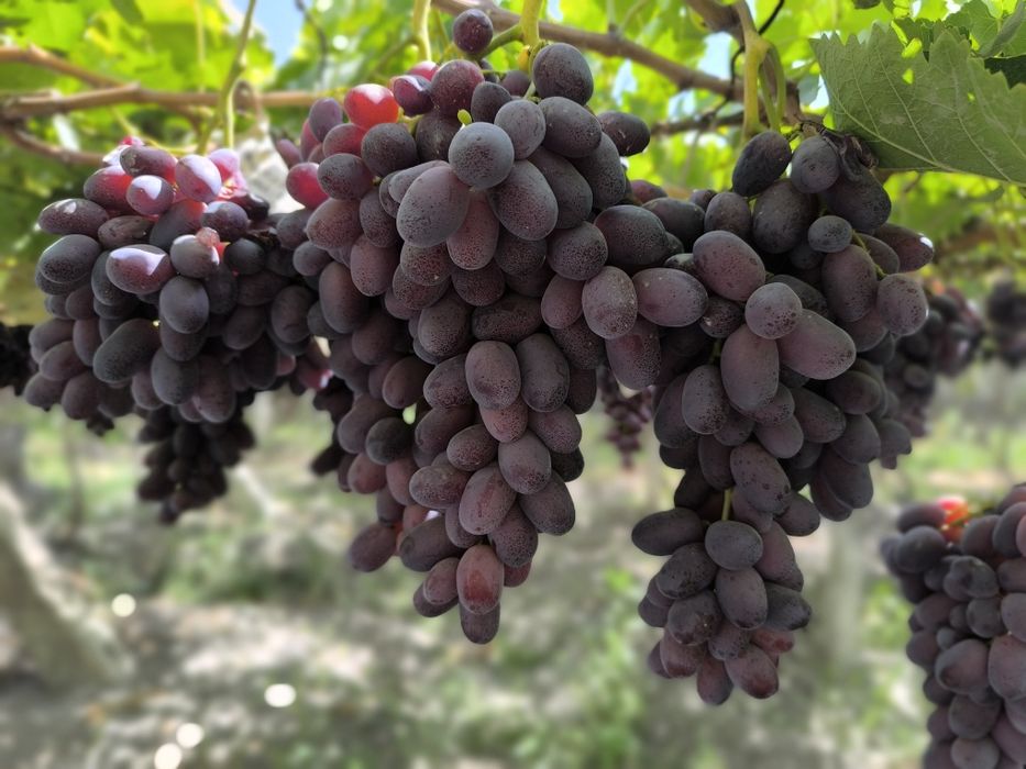 Uzum kochatlari. F1 navli.      Узум кочатлари.