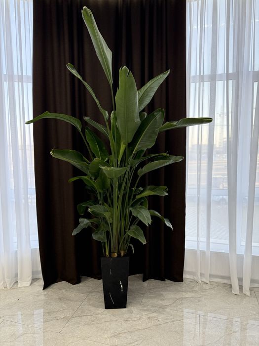 Озеленения комнатными растениями