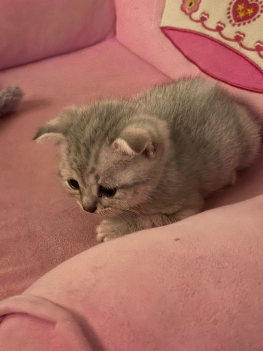 Еркек мысық.породистый.шотланский