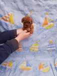 Pui Caniche Toy roscat