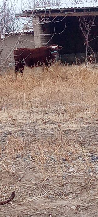 Баспақ 8 айлык сатылады