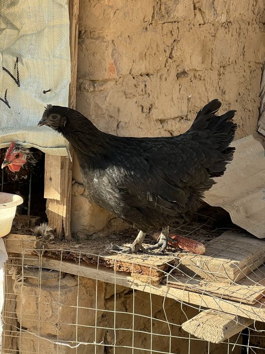 tovu brama uheyil  jojala