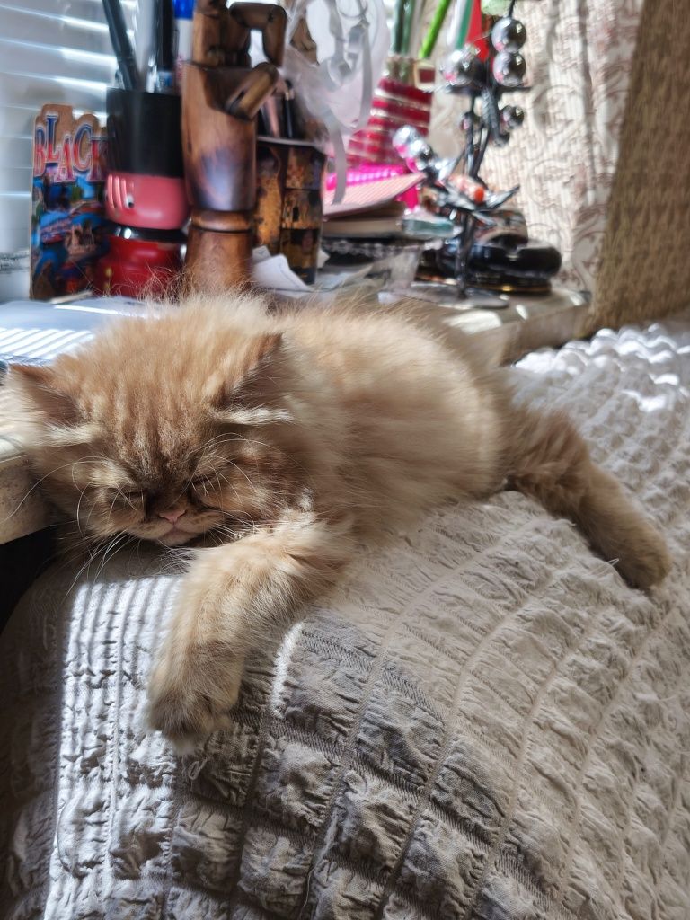 Породисто персийско мъжко коте