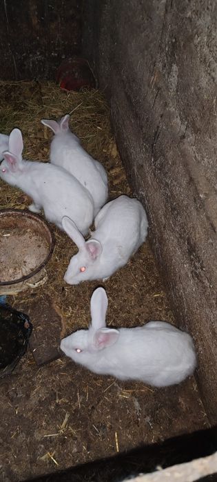 Păsări de vânzare