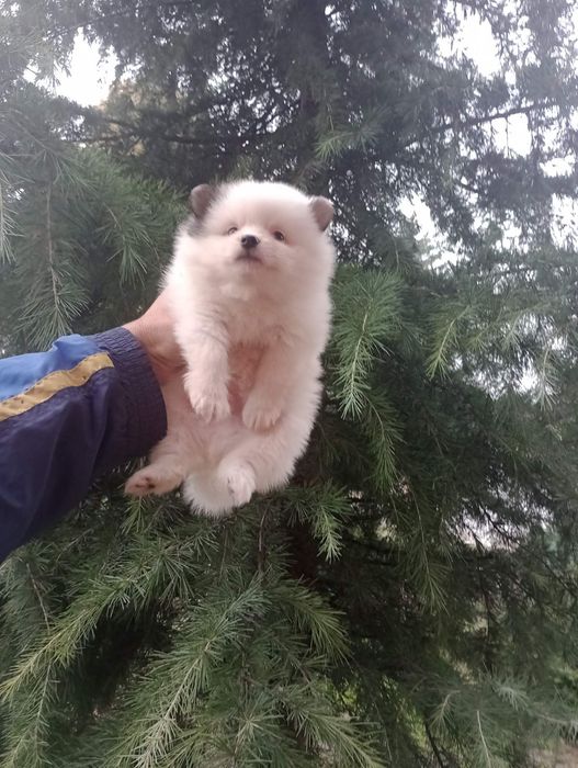 Бели Померани !!