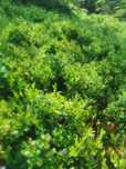 Vând afine de pădure Bistrița 40 de lei