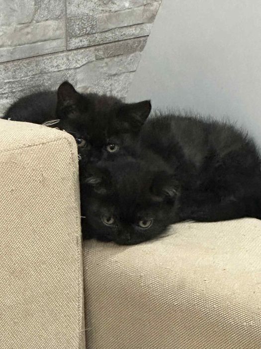 Малки британски котенца