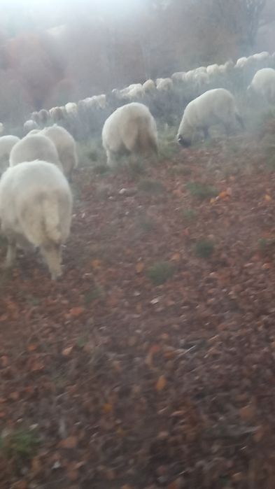 140 de oi de vânzare