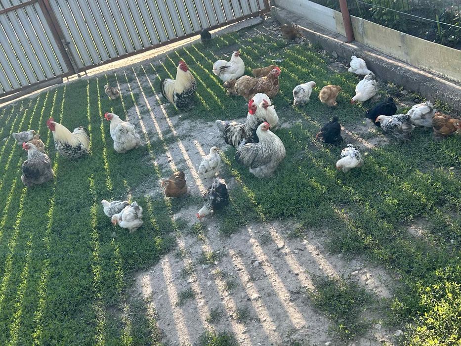 Gainusi pitice chochinchina