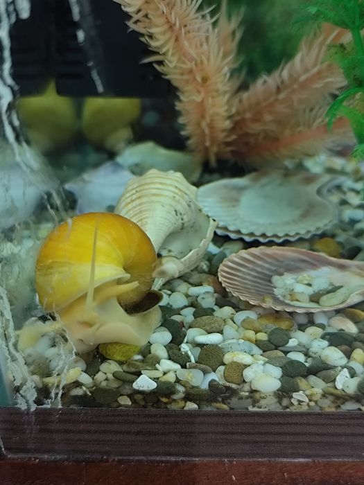 Продам улиток. 1 улитка 500 ТГ. Большая 1500.