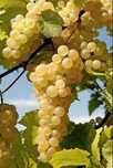 Struguri de vin Feteasca Otonel Riesling Aligote Merlot PretProducator