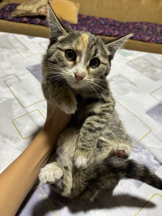 Отдам котят в хорошие руки,котятам по 3 месаца отдам даром с лотком.