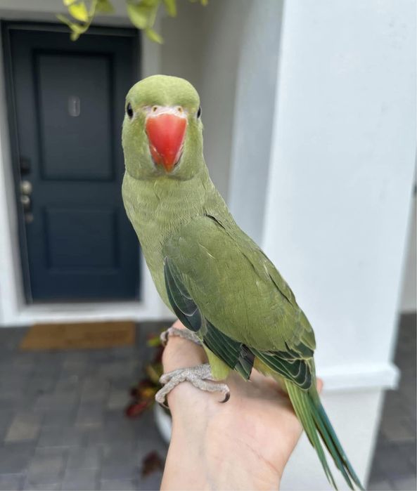 Papagali vorbitori Micul Alexandru pui blanzi Alexander