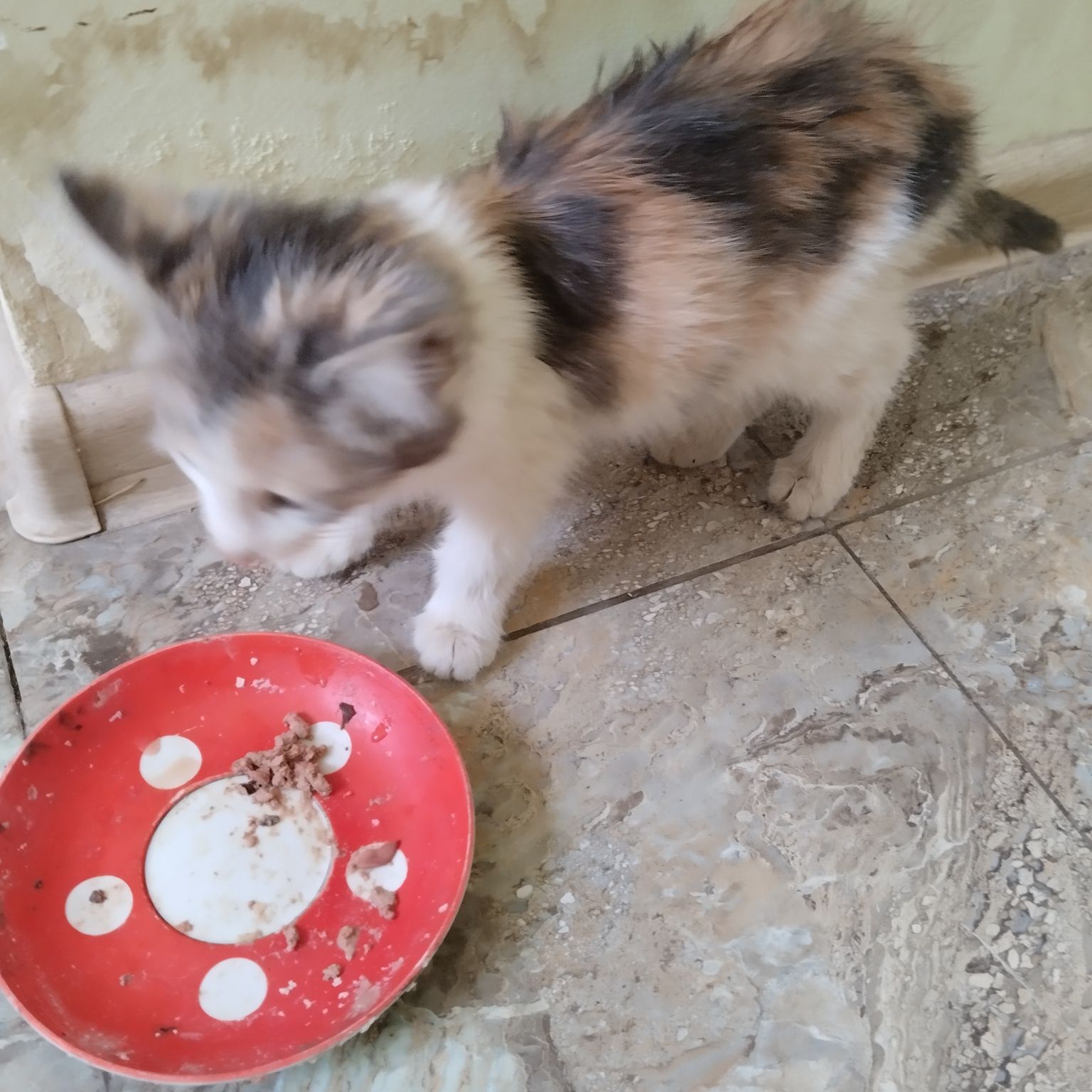 Котенок в добрые руки