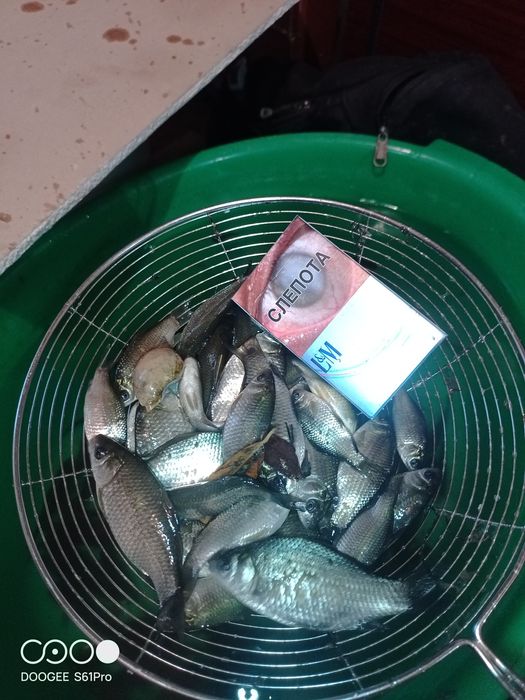 Живец карасик разные размеры