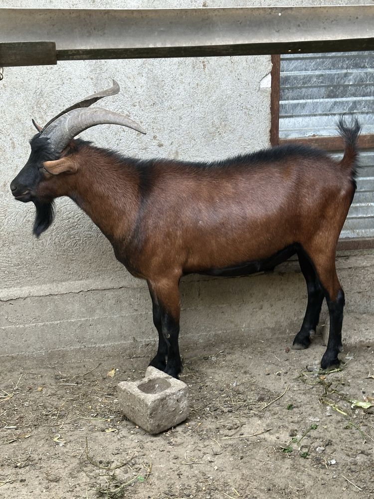 Vând tap și capra