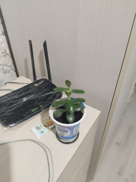 Продам комнатные цветы