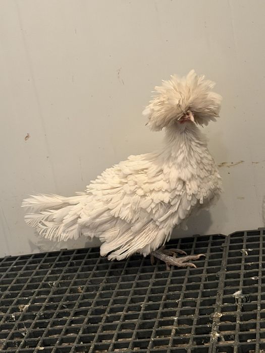 Продавам декоративни кокошки