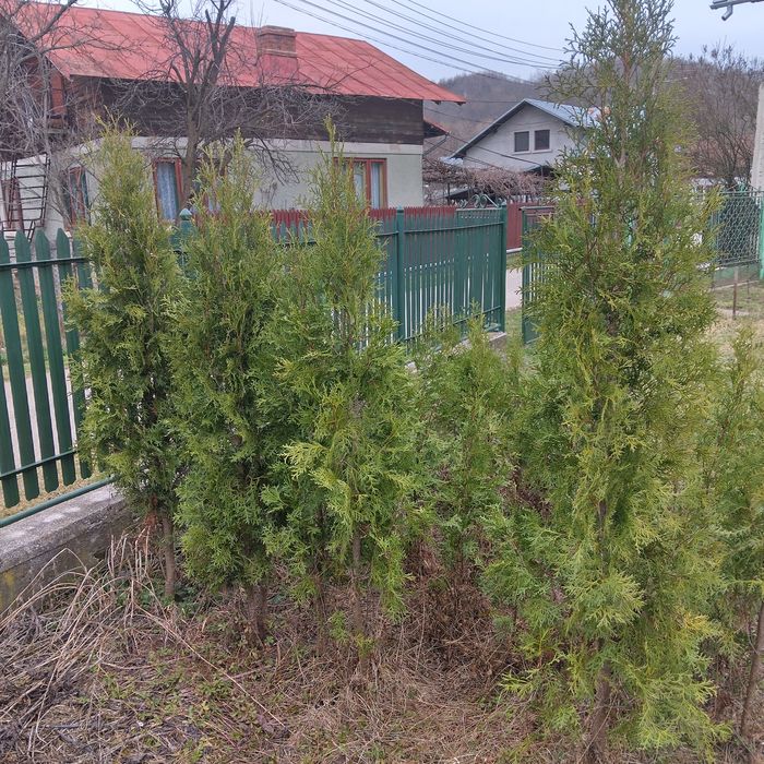 Tuia de vânzare 1,5 H