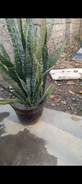 Домашние комнатные растения