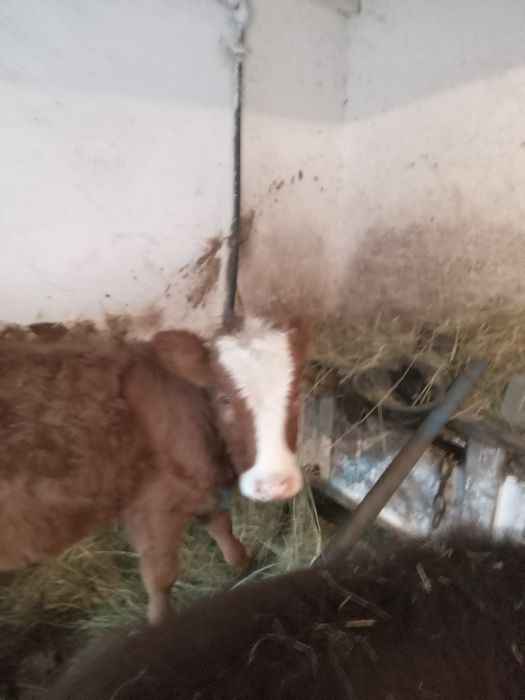 Animale Domestice viteluse de vanzare