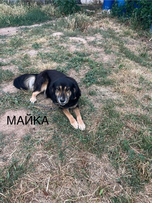 ПОДАРЯВАМ  малки кученца Епаньол Бретон