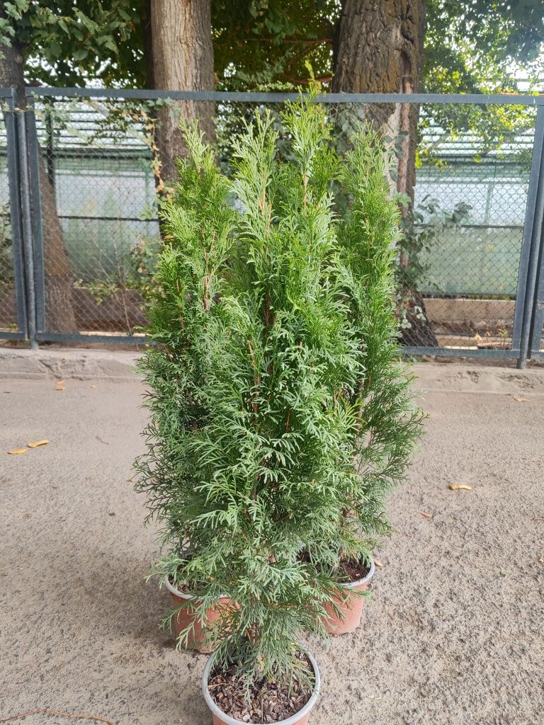 Туи  sma gard и можжевельник голубой с питомника самовывоз и доставка