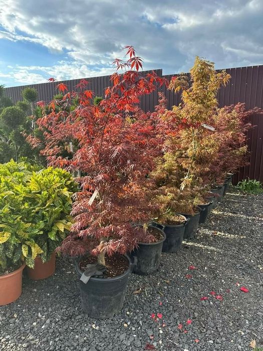 Va oferim ce mai mare gama de plante ornamentale calitatea 1