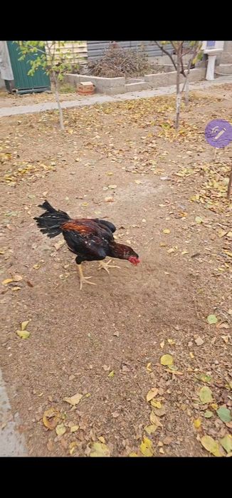 Бойцовы кораз дакан петух