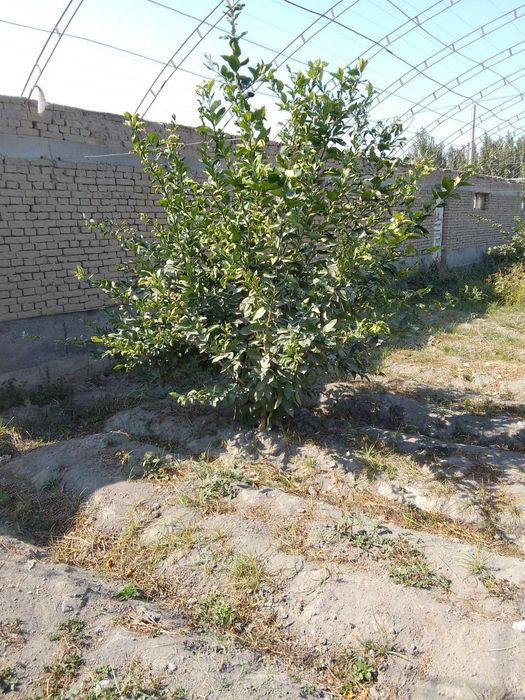 Limon ko'chatlari sotiladi 80 tub bor 4 yillik mir navidan