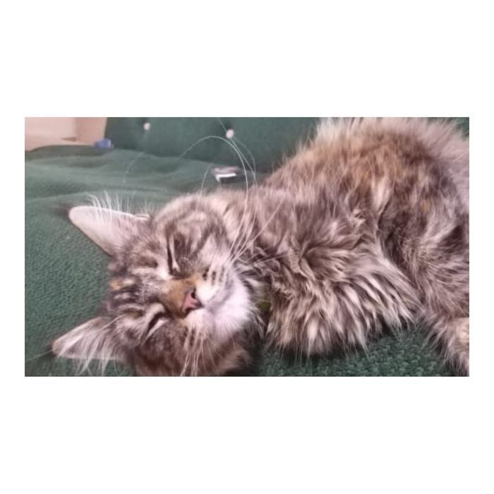 Девочка мейнкун с родословной