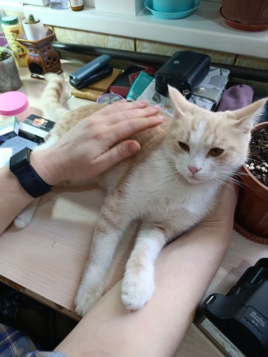 Кошечки в добрые руки