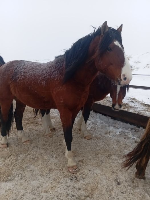 Продам жиребцов производители