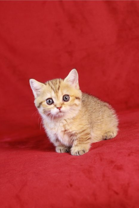 Продаётся котёнок породы манчкин