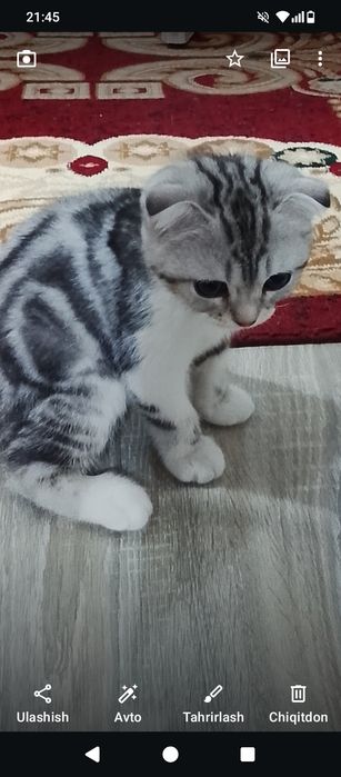 Shinshila zotli mushuk