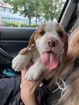 Pui Beagle Tricolor