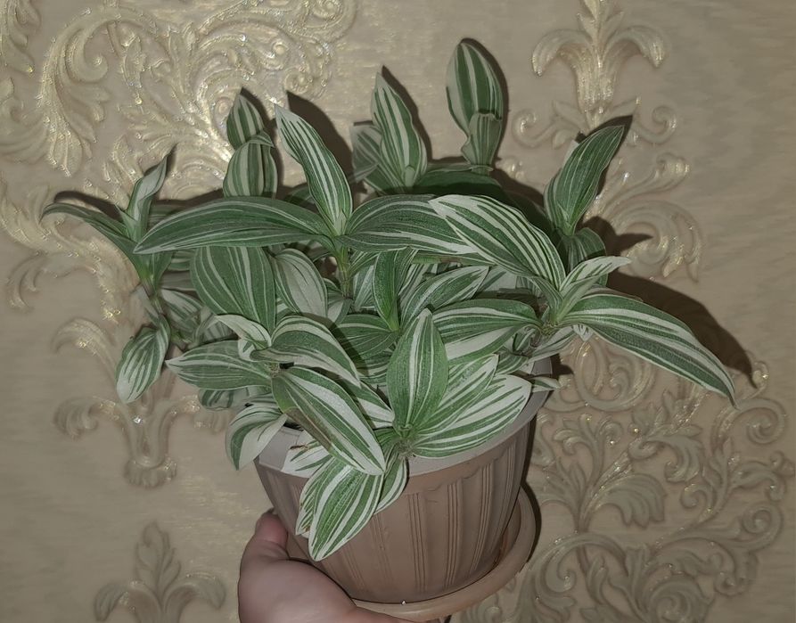 Продам традесканцию