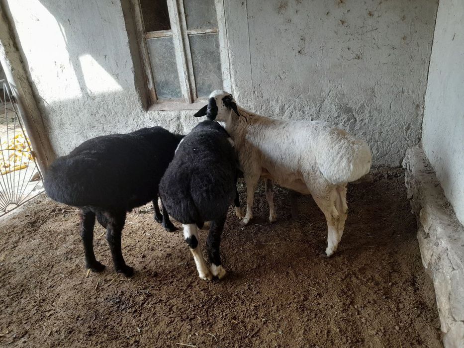 Баран зотдор кучкорлар