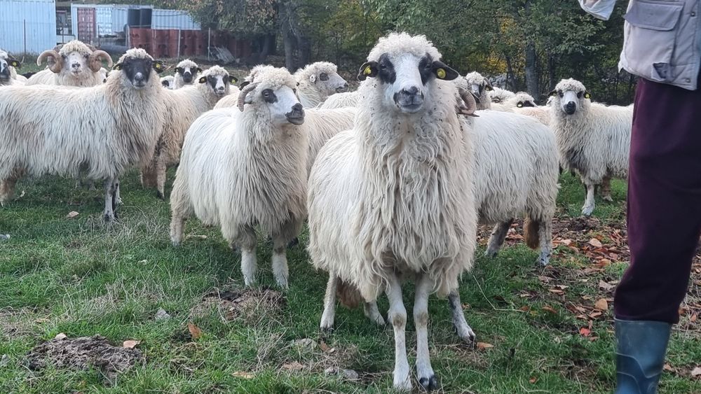 De vânzare! 500 de lei bucata  .