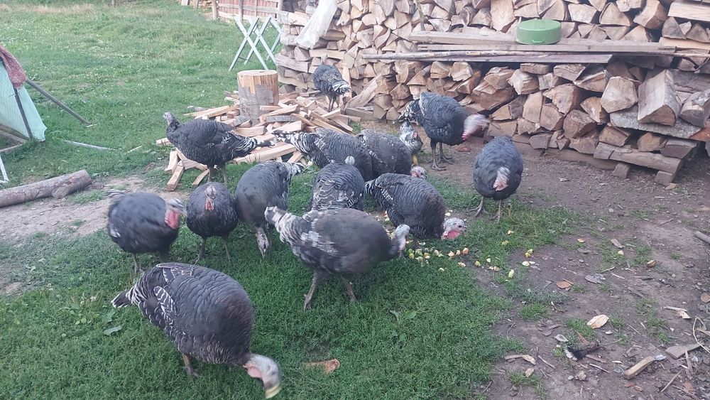Curcani în viu sau carcasă